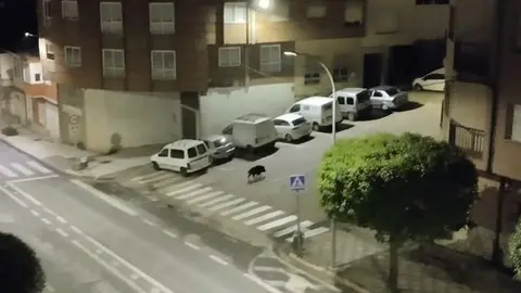 somoscomarca_20250515_obarco_jabali_avenidaelbierzo280