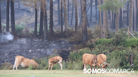 somoscomarca_cabezademanzaneda_incendio_ume_vacas (11)