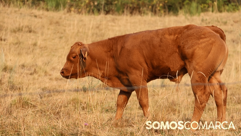 somoscomarca_cabezademanzaneda_incendio_ume_vacas (2)