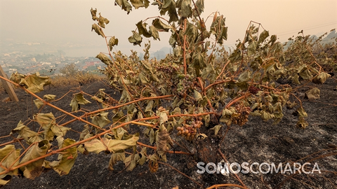 somoscomarca_petin_incendioviñas_uvas 