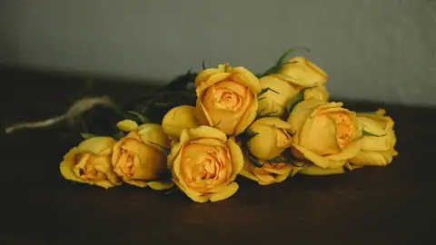  Rosas amarillas: Llena de alegría la Comarca con flores 