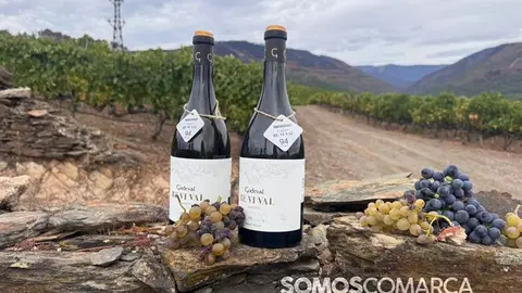 somoscomarca_vino_parcela_fardelas_milrios_cepasvellas_revival839