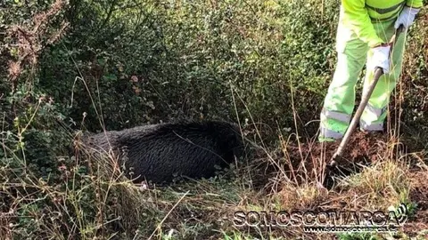 somoscomarca_20251020_jabali_accidente_N120