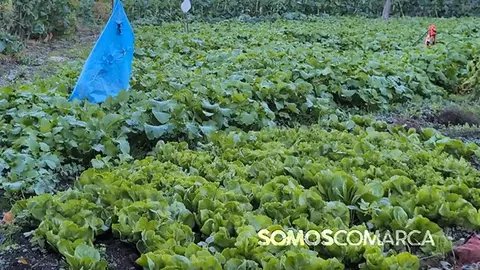 somoscomarca_huerta_repollos_escarolas_nabizas