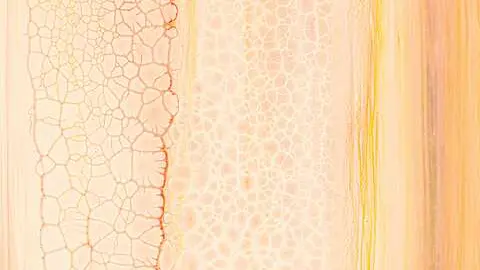  &iquest;Cu&aacute;l es el mejor col&aacute;geno? Gu&iacute;a 2025 