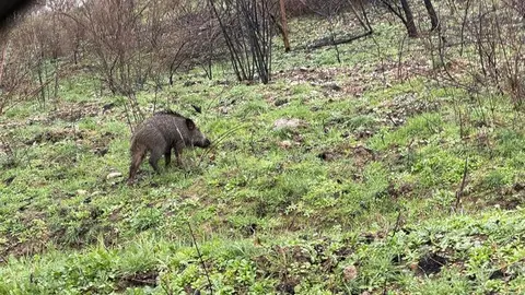 somoscomaca_portela_jabali