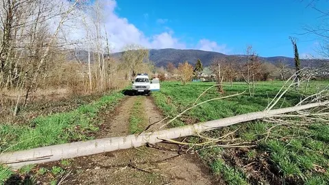 somoscomaca_arua_aguill&oacute;n_arbolca&iacute;do (2)