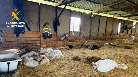 somoscomarca_202600505_pobradetrives_maltratoanimal3424