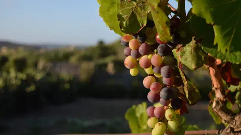 Vino, aldeas y escapadas impulsan el turismo en Valdeorras