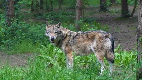 somoscomarca_lobo_imagensinregalias