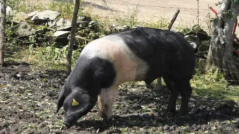 Abierto el plazo para solicitar gallinas, cerdos, ovejas y cabras de razas autóctonas en peligro de extinción