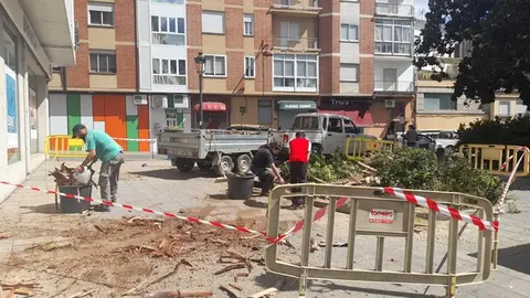 Una palmera enferma cae en la plaza Andrés Prada de O Barco sin causar daños