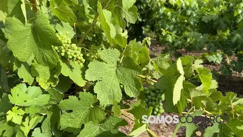 La ola de calor llega en un momento decisivo para las viñas de Valdeorras