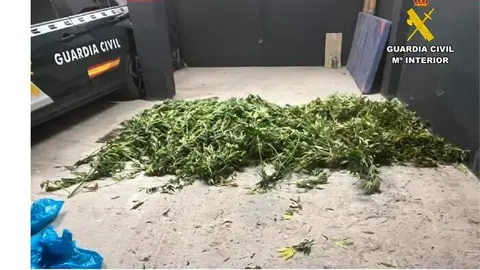 Sorprendido mientras regaba una plantación de 97 plantas de cannabis en Portomourisco (Petín)