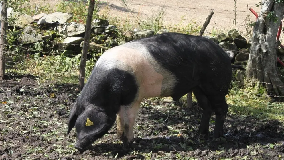 Imagen de un porco celta de Asoporcel