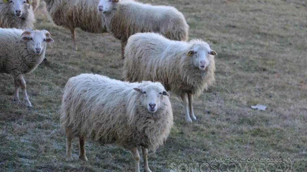 somoscomarca_animales_celavente_ovejas_carnero__2022_02_08 (3)