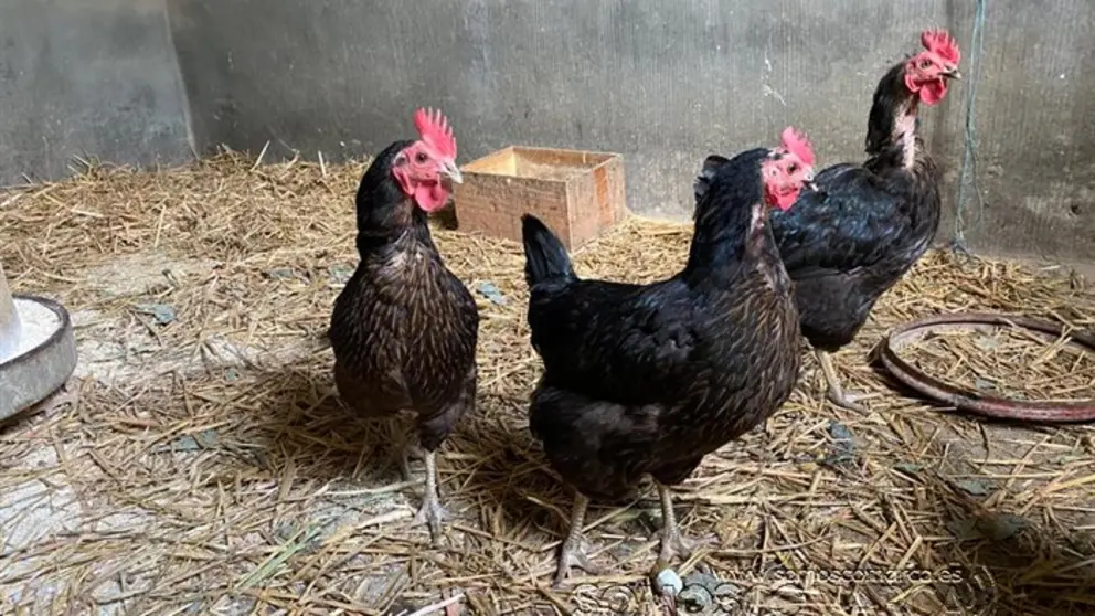 somoscomarca_animales_gallinas_gallinero_2022 (6)