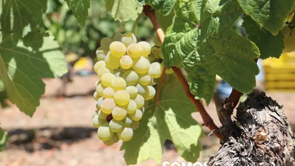 godello Vendimia y uvas, Godeval la vedimia m&aacute;s temparana de Galicia (32)