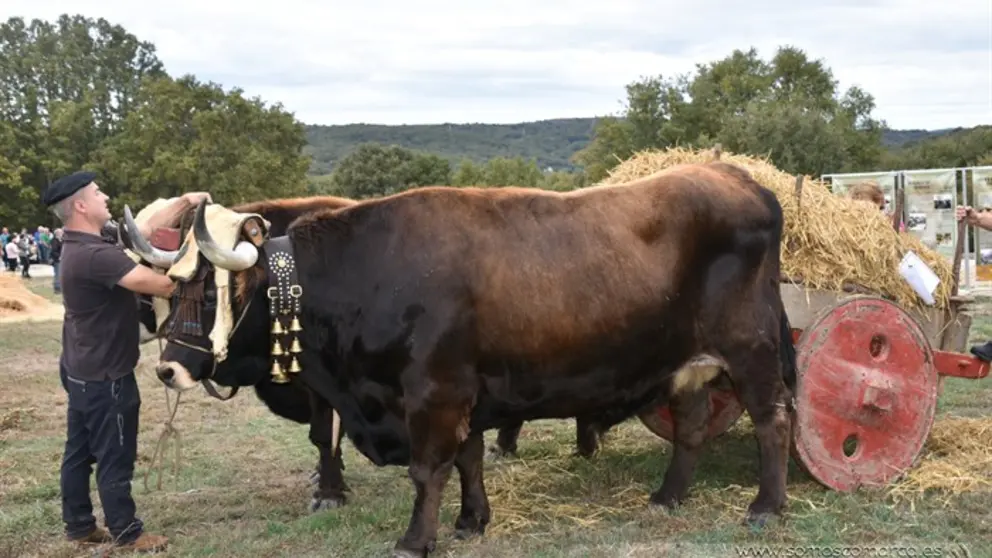 Crianza Trevinca, exposición ganadera y agrícola (15)