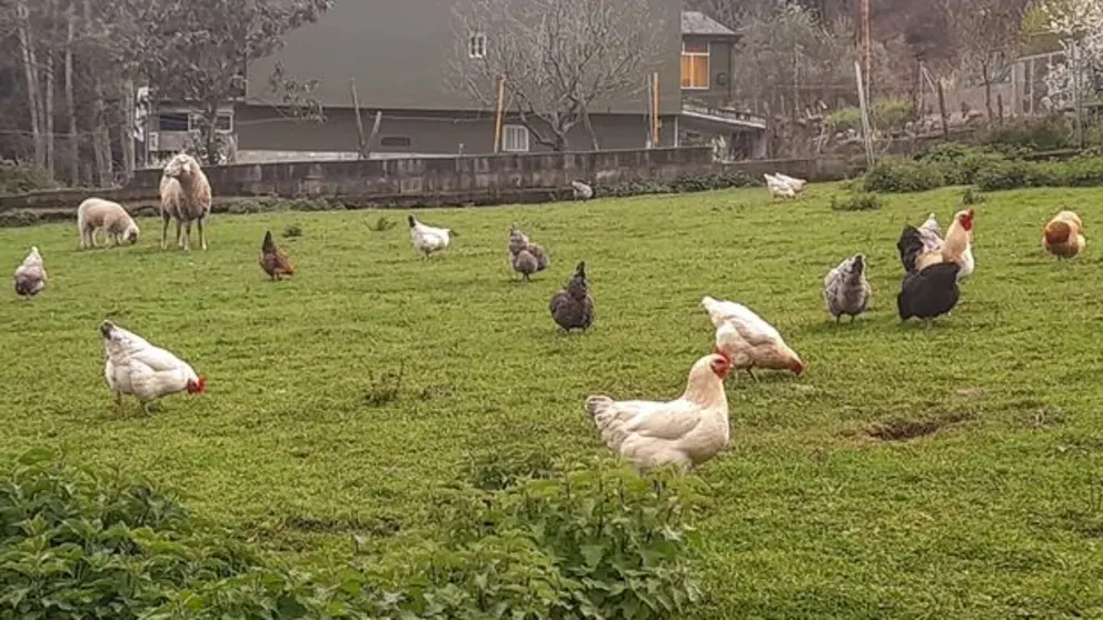 somoscomarca_20240320_campo_gallinas