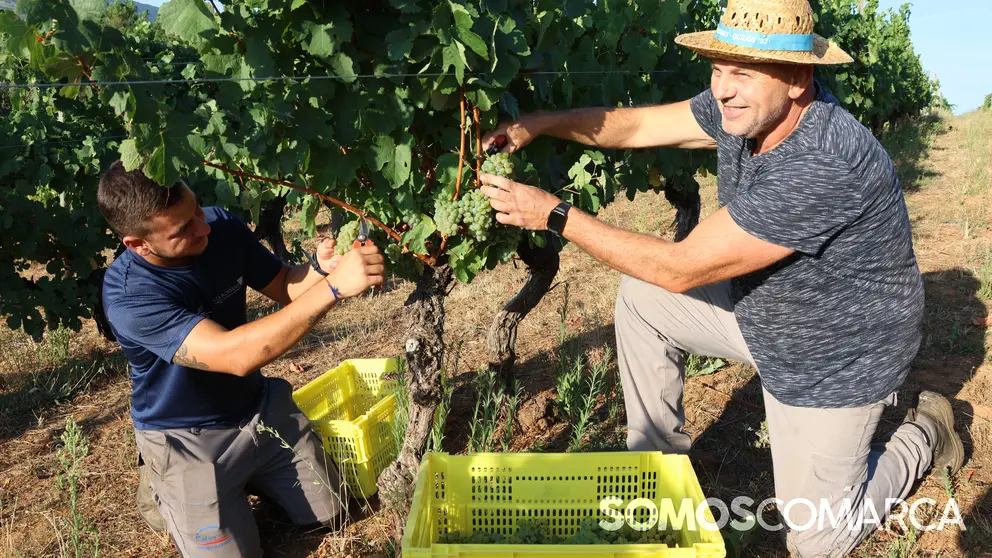 somoscomarca_2408021_vilamartin_vendimia_valdesil351