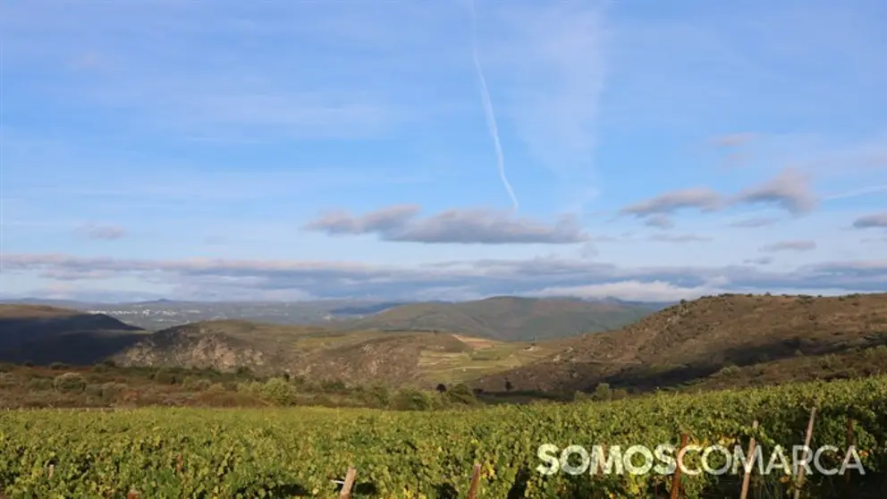 somoscomarca_20241025_falcueira_vi&ntilde;edos_vi&ntilde;as_oto&ntilde;o_latoscanagallega (1)
