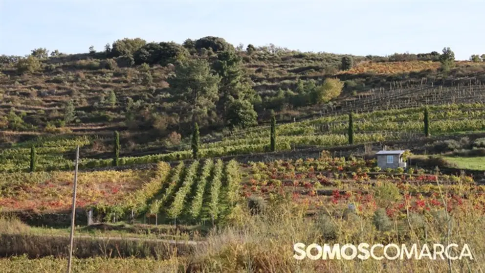 somoscomarca_20241025_falcueira_vi&ntilde;edos_vi&ntilde;as_oto&ntilde;o_latoscanagallega (3)