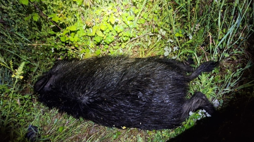 somoscomarca_arua_accidente_jabali_ (1)