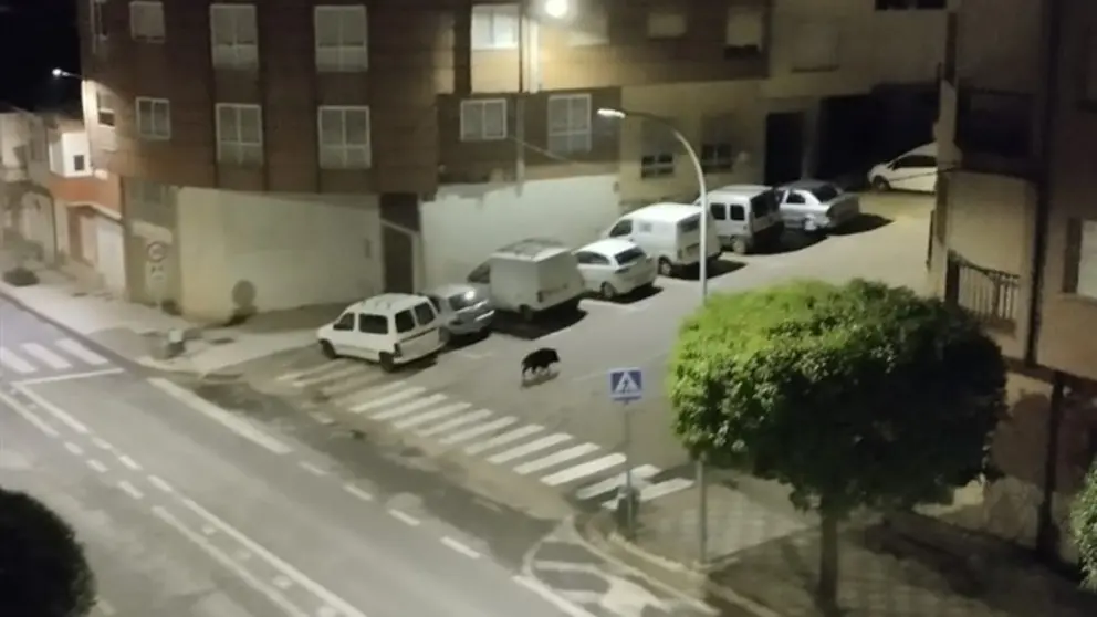 somoscomarca_20250515_obarco_jabali_avenidaelbierzo280