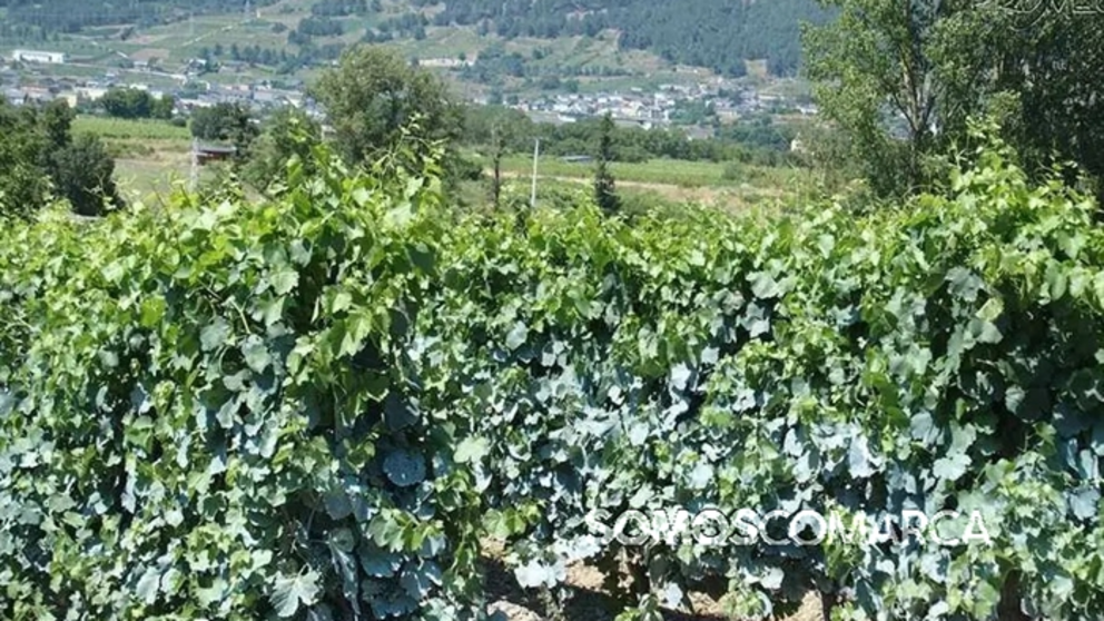 portada_somoscomarca_vi&ntilde;a_vi&ntilde;edos_sulfato