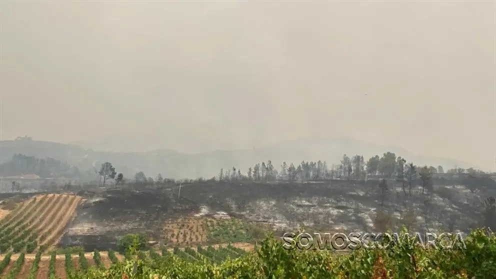 somoscomarca_20250816_arua_incendio_viñas_suelocalzinado_arbolesquemados_humo