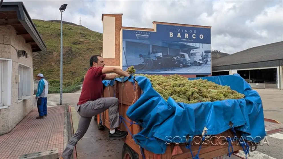 somoscomarca_20250904_obarco_vendimia_vinosbarco1305