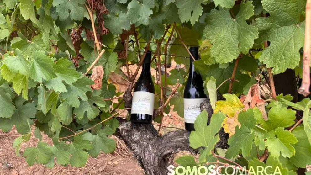 somoscomarca_vino_parcela_fardelas_milrios_cepasvellas_revival842