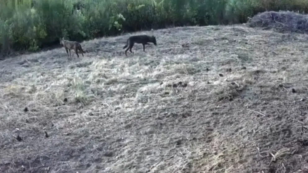 somoscomarca_20251022_larouco_lobo1822