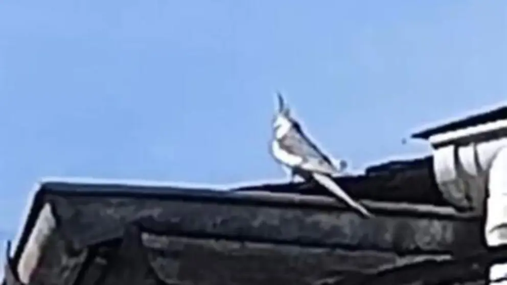 somoscomarca_202600406_vilamertin_c&oacute;rgomo_ninfa3279