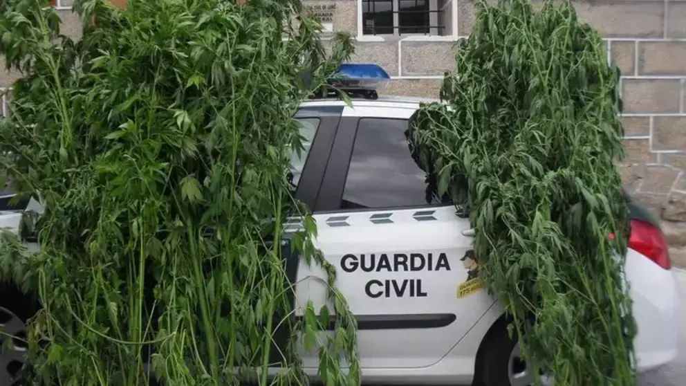 somoscomarca_mariguana_guardiacivil_2020-09-18