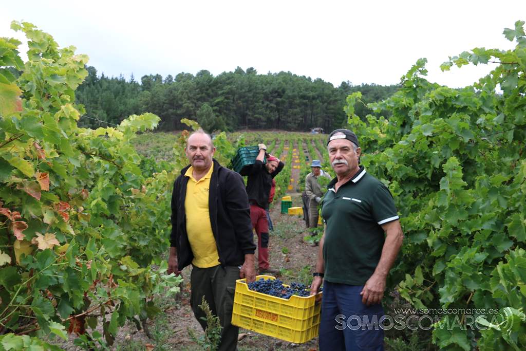 somoscomarca_obarco_vendimia_viñaredo_santamarta_temporeros_2021 (9)