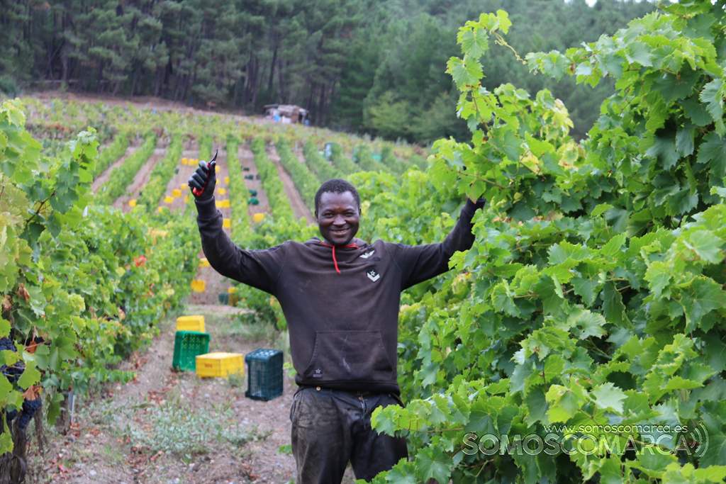 somoscomarca_obarco_vendimia_viñaredo_santamarta_temporeros_2021 (19)