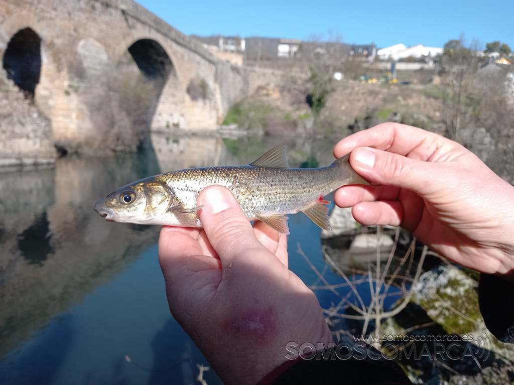 somoscomarca_petin_bancodepeces_pez_2022 (4)