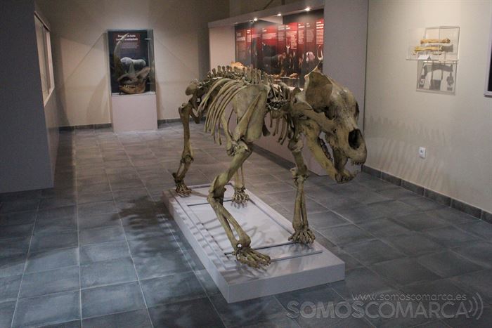 Recreación del oso de las cavernas en la sala de la fauna cuaternaria