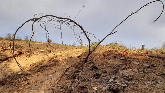 El incendio tuvo consecuencias devastadoras para los terrenos dañados