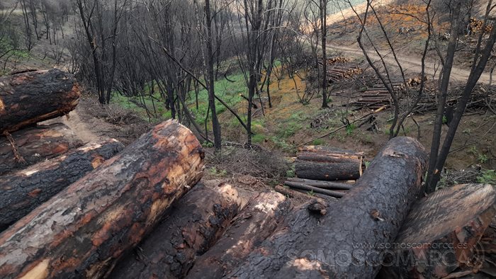 Los trabajos de extracción de la madera quemada están en marcha en varios puntos (1)