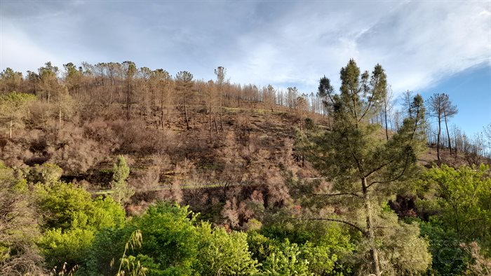El fuego causó una importante pérdida de biodiversidad en suelo