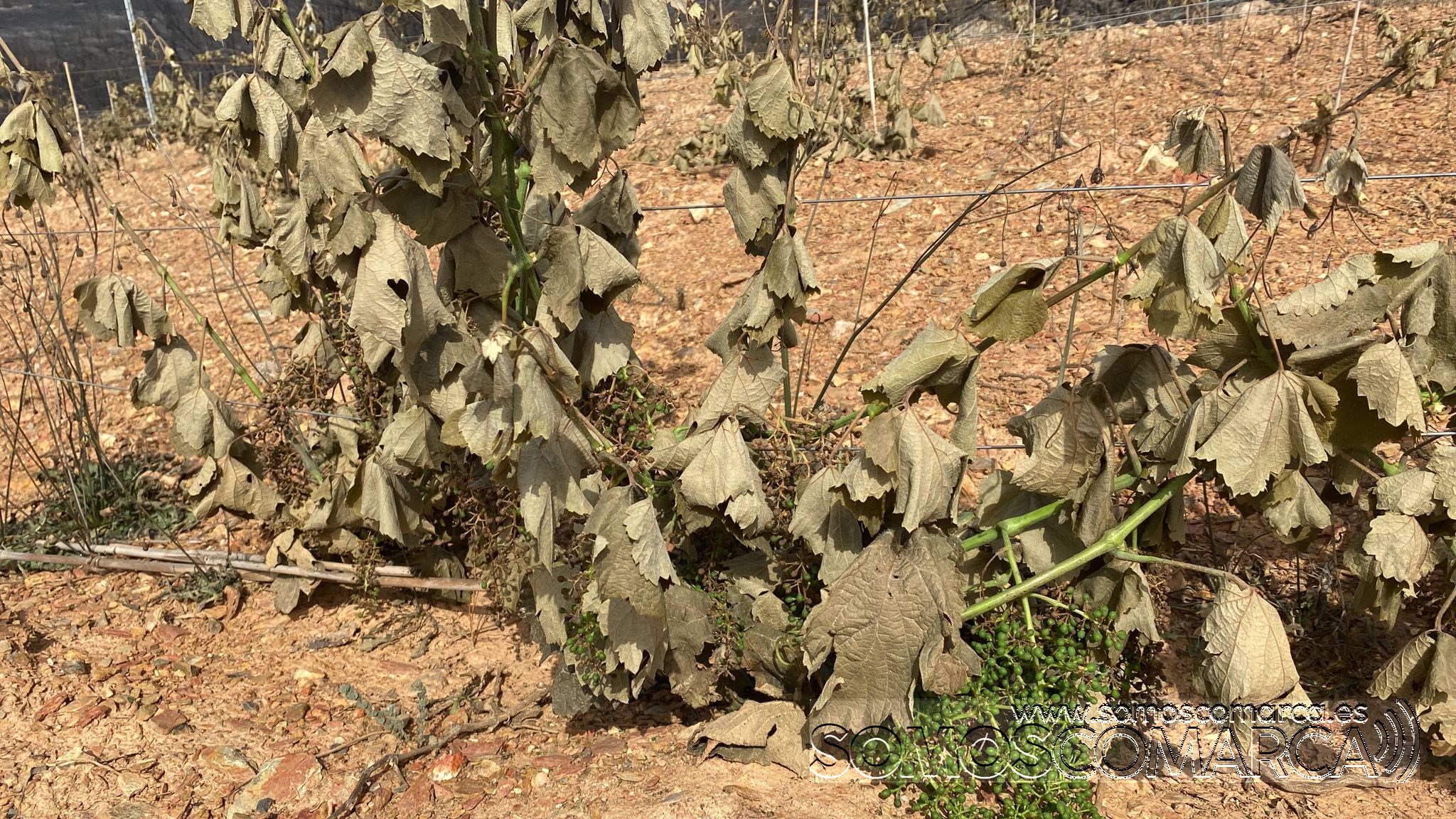 somoscomarca_viñas_larouco_fuego_quemado_2022-06-16 (1)