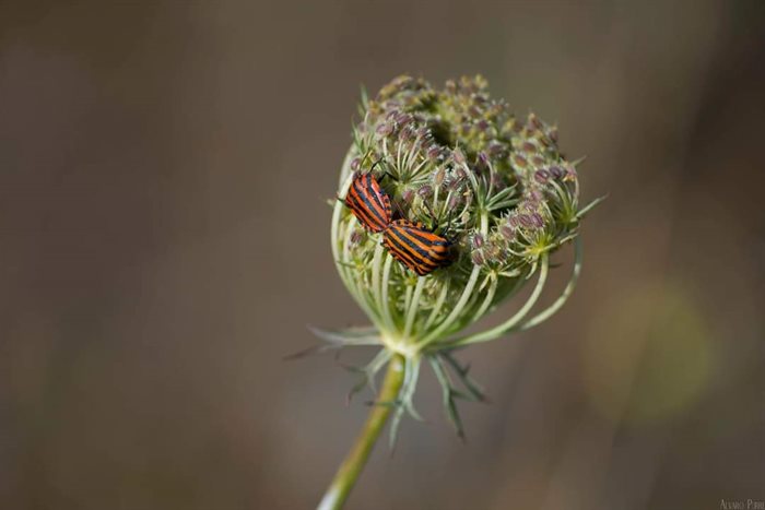 somoscomarca_ourense_pontevella_concurso_fotografia_alvaropurre_2022 (2)