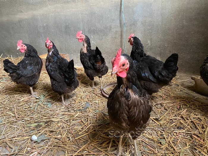 somoscomarca_animales_gallinas_gallinero_2022 (5)