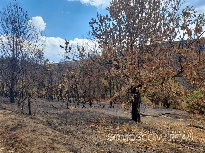 somoscomarcadomiz_castañosquemados_sotosquemados_2022 (1)