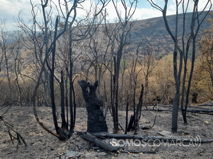 somoscomarcadomiz_castañosquemados_sotosquemados_2022 (2)