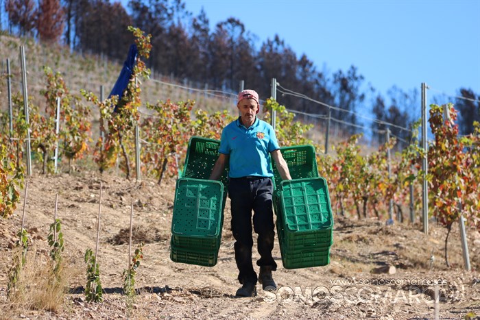 somoscomarca_entoma_roandi_vendimia_bodega_2022 (1)