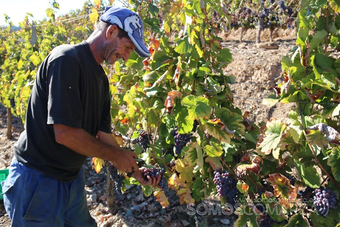 somoscomarca_entoma_roandi_vendimia_bodega_2022 (35)